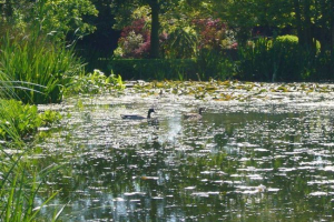 Як очистити дикий ставок? Як очистити дикий ставок?